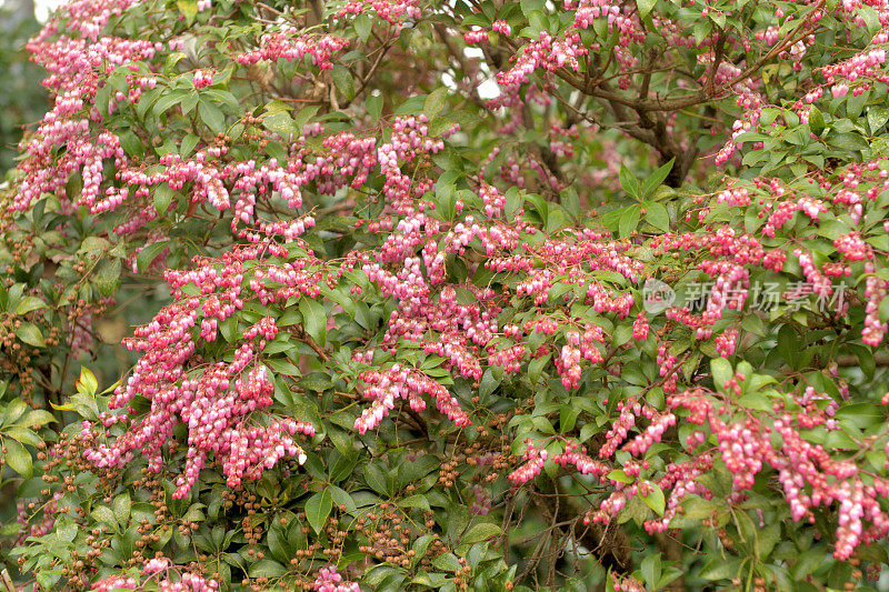 Pieris japonica /日本仙女座花